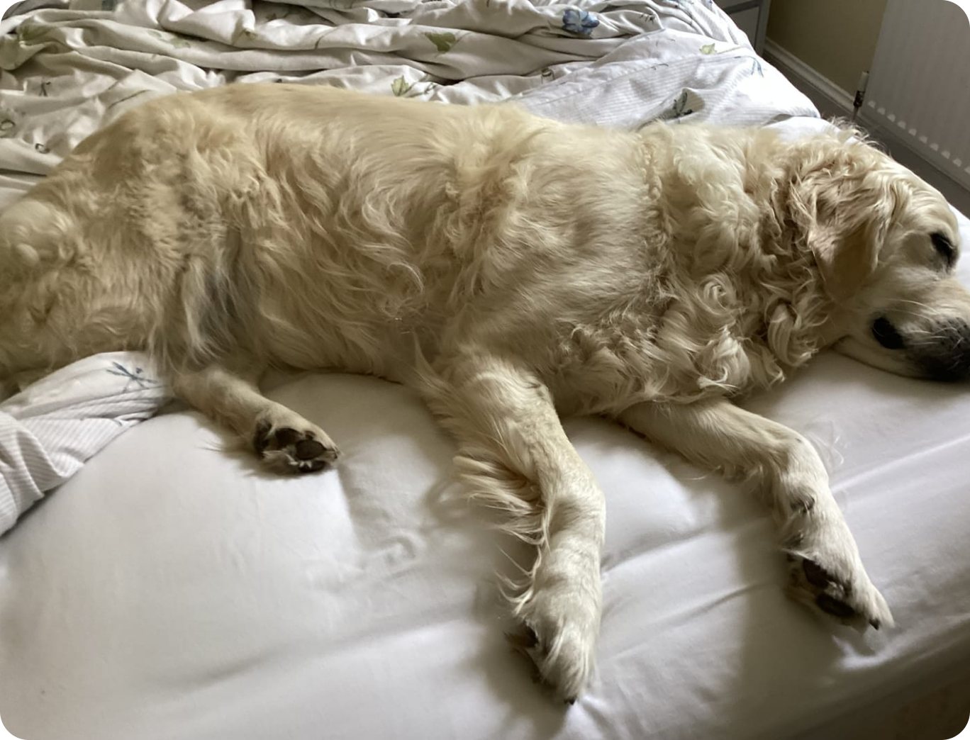 Dog asleep on a bed fitted with CloudTopper